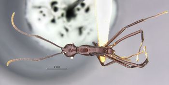 Media type: image;   Entomology 22955 Aspect: habitus dorsal view